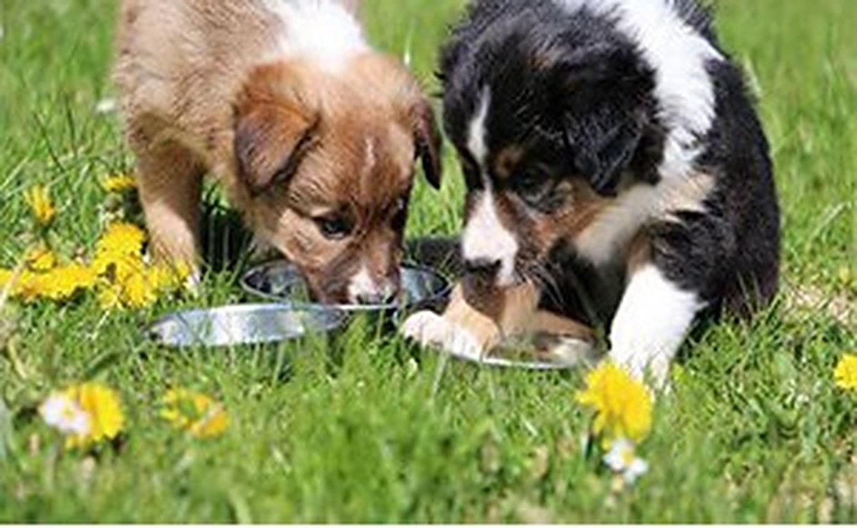 Two puppies eating from metal bowls outdoors