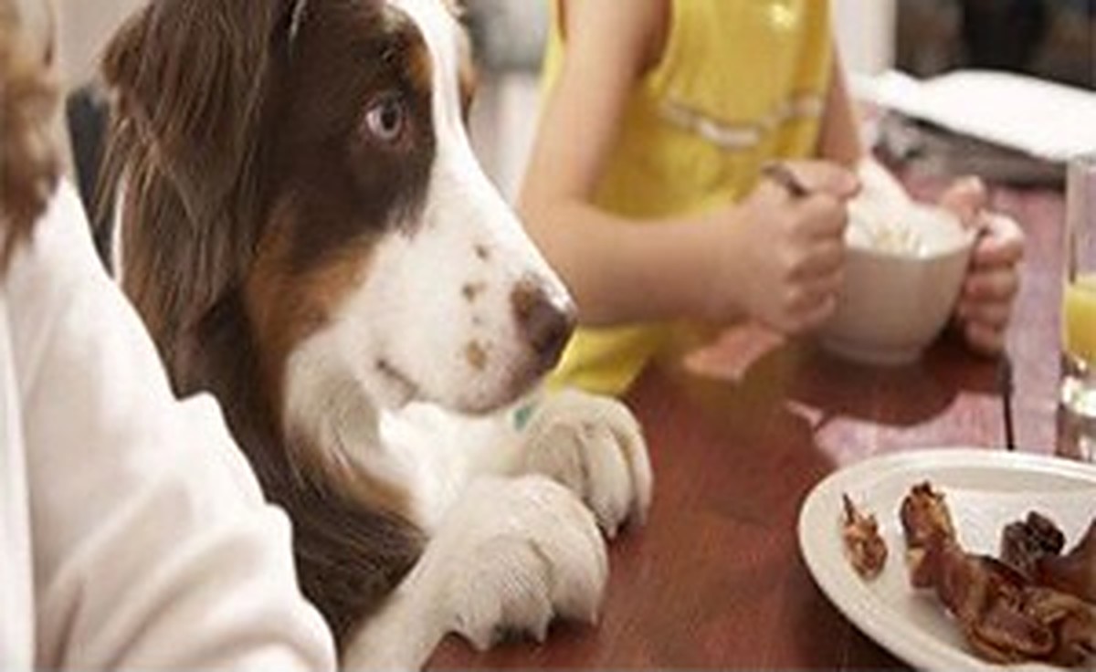 A dog resting its paws on a table, eyeing a plate of bacon