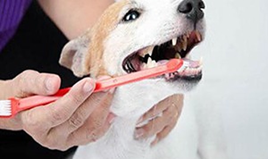 A dog having its teeth brushed, illustrating one of the symptoms covered in this finding
